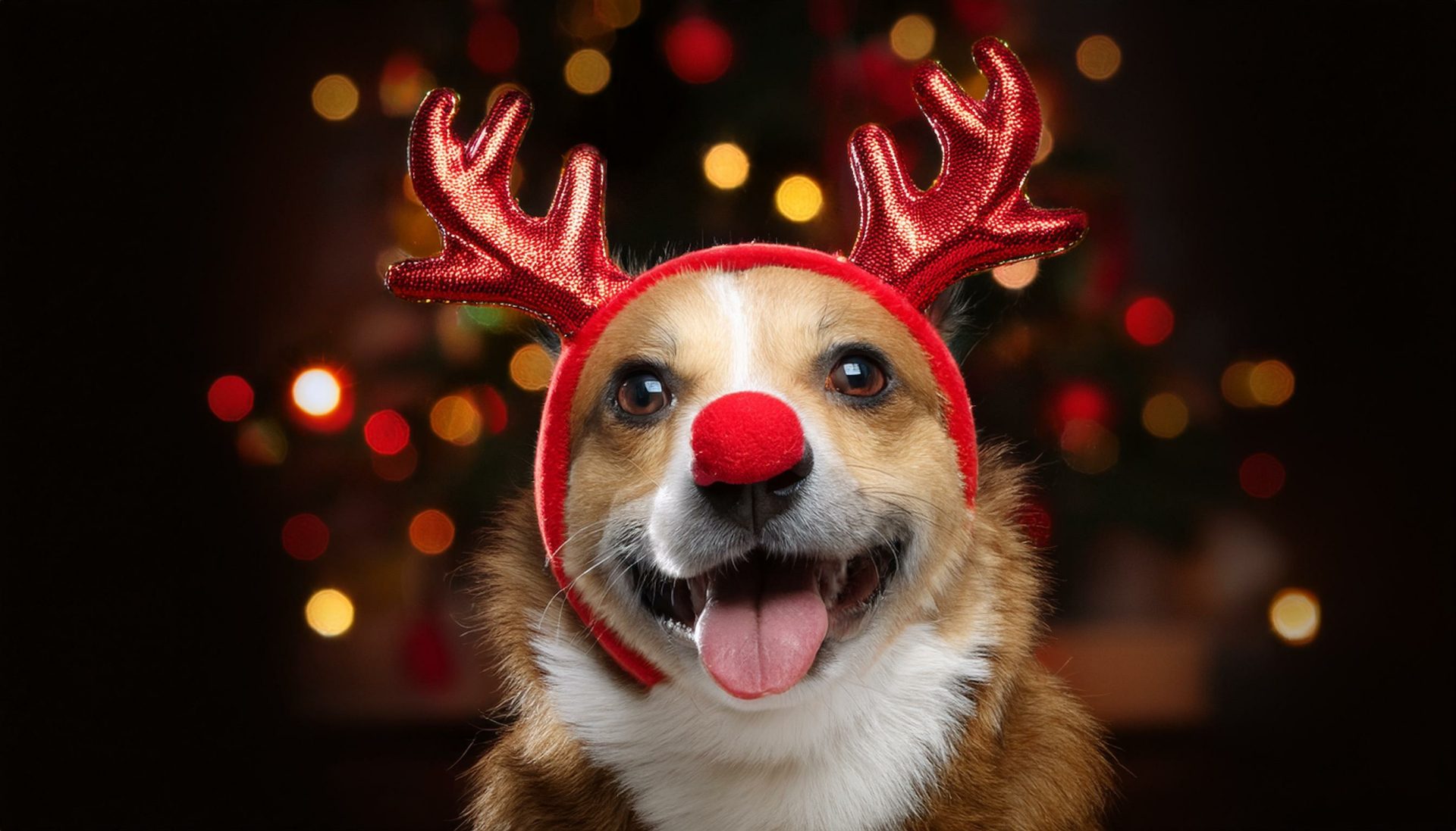 子どもと犬の、幸福な関係。あるいはメリークリスマス | Journal 