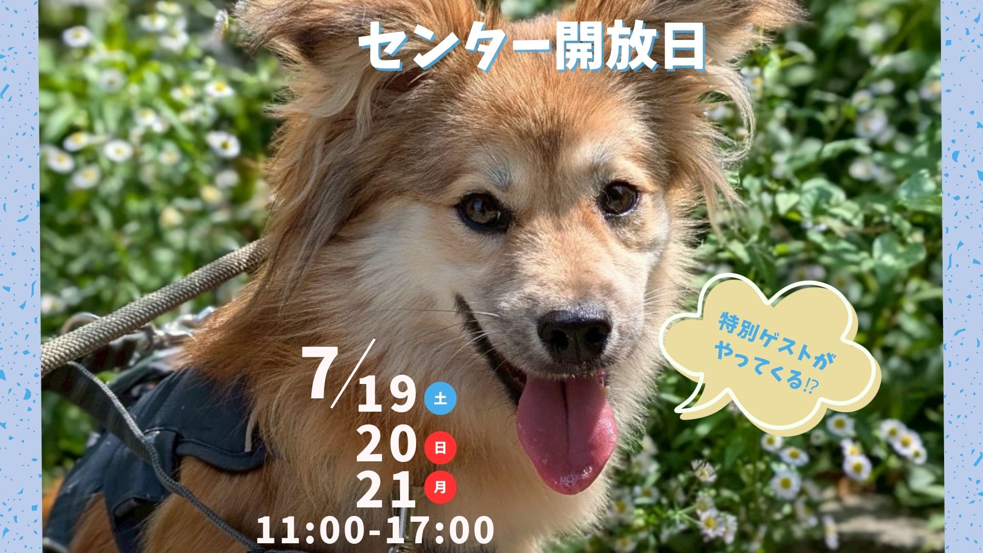 ワンコ RAPIDE X1-2P GREY | ラピードエックスワン2Pグレー | muraco（ムラコ