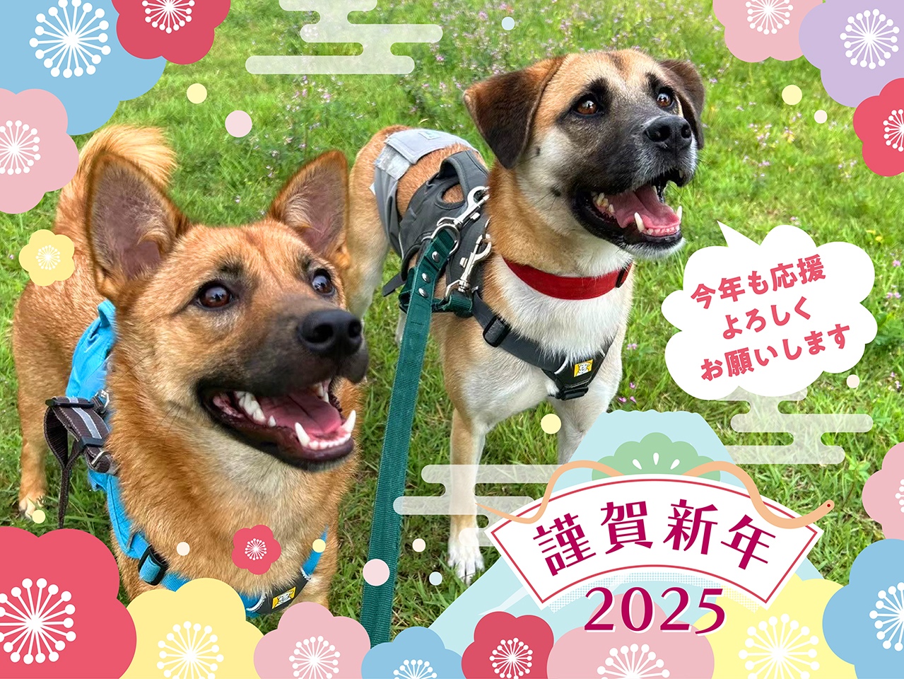 🎍謹賀新年🎍 2025年もピースワンコをよろしくお願いいたします