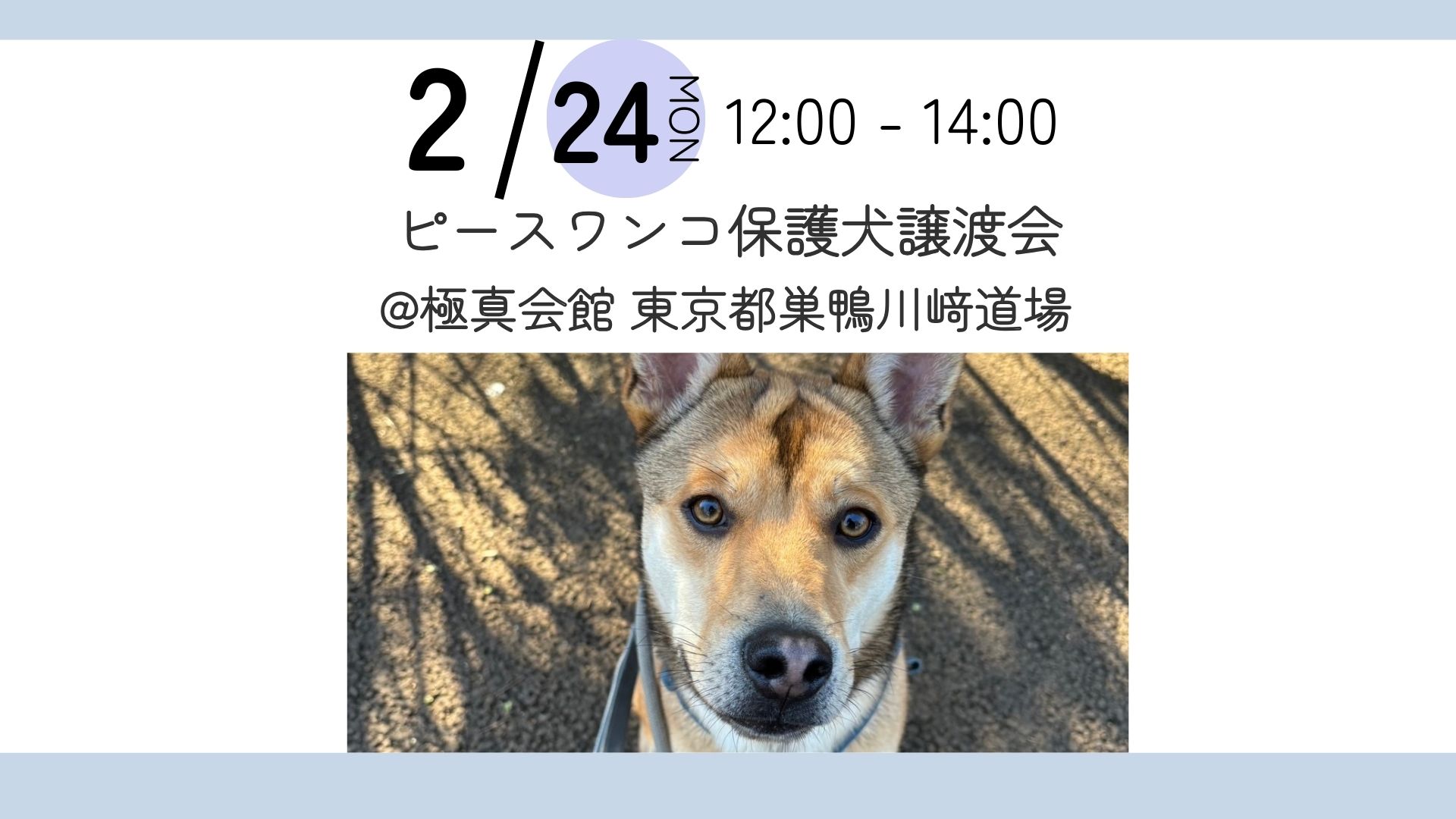 保護犬活動の為断捨離中 希少特大タオル 星形ロゴ クラウドファンディング開始】GIVING for SDGs sponsored by