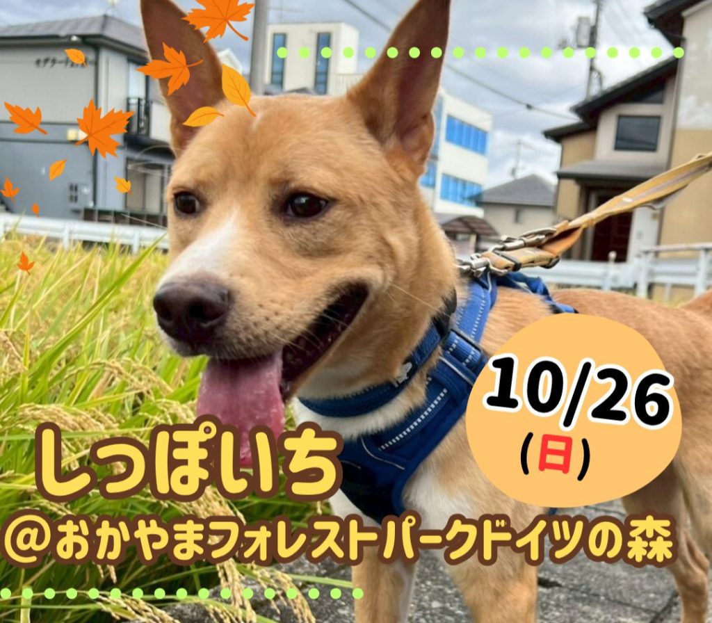 【ピースワンコの譲渡会】10/26(日)「しっぽいち」に参加(岡山/赤磐市) 12 2 1