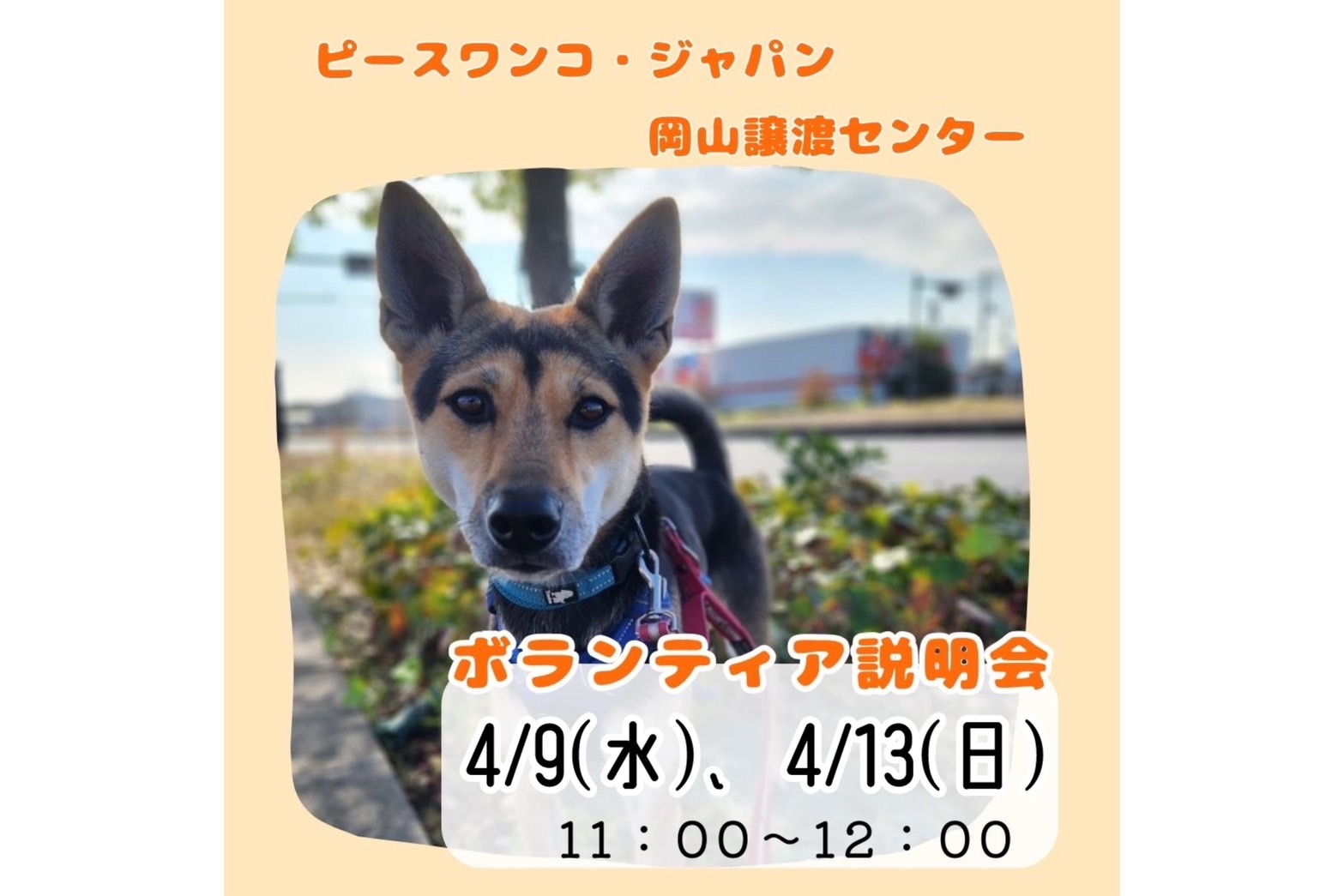 銭単位　犬山こども博　ノーヒンジ　シミあり　裏糊良好 わんちゃんホンポ」さんに掲載されました！②】 - 大型犬