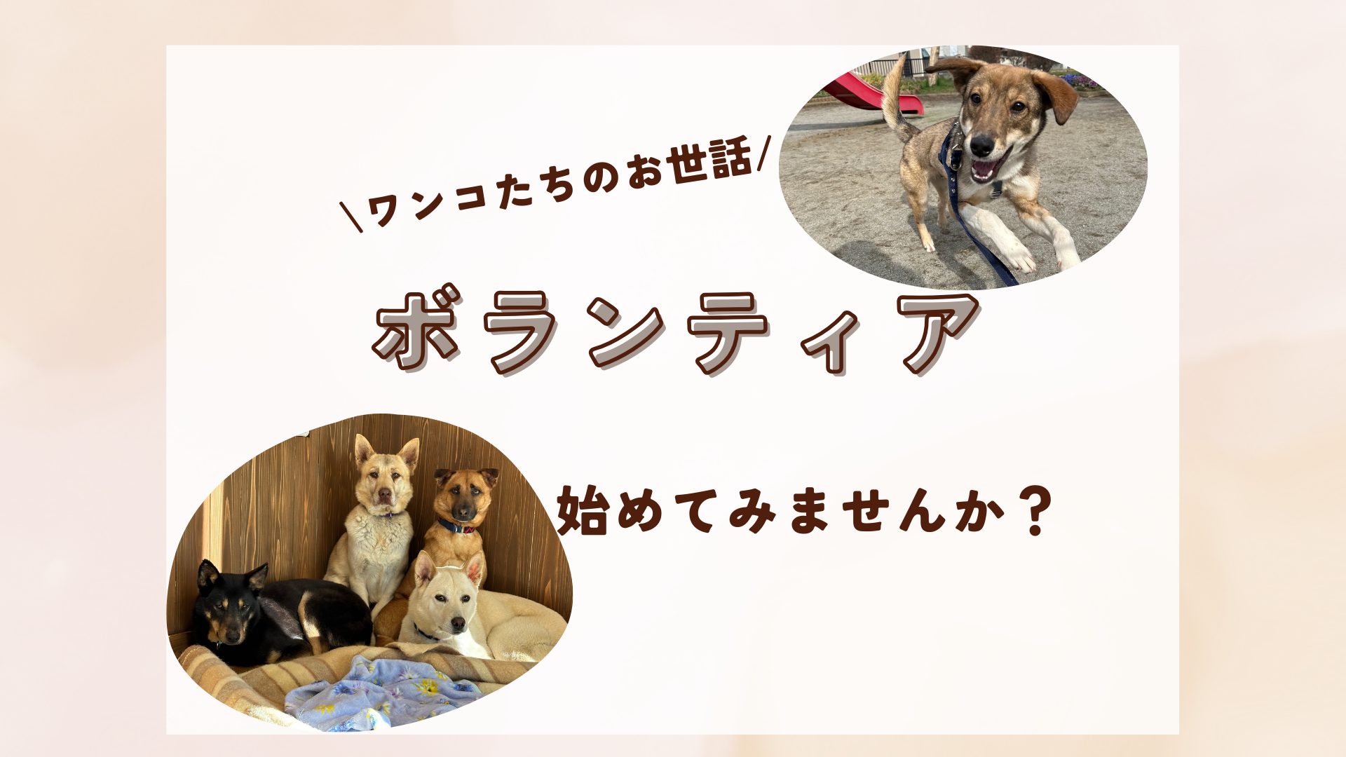 愛犬ボビー様確認用★七五三作り帯 仕立無料】十日町名門【秀美】 特選十日町友禅九寸名古屋帯 「水辺の犬