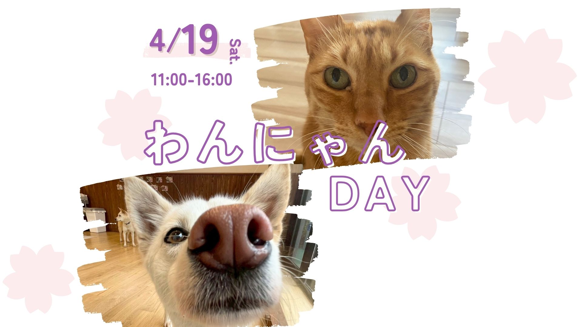 ピースワンコのイベント】4/19(土)「わんにゃんDAY＆保護犬お迎え