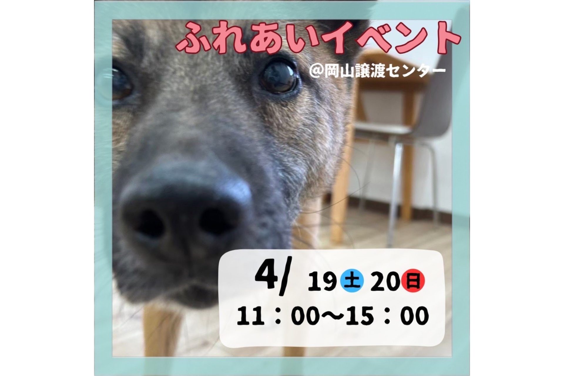 ピースワンコのイベント】4/19(土)、20(日)「保護犬ふれあい