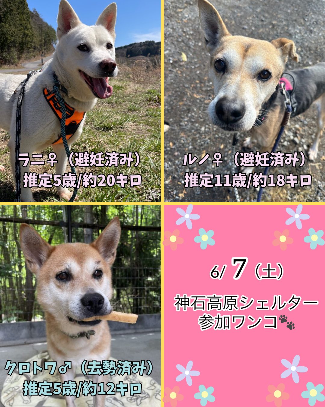 ピースワンコの譲渡会】6/7(土)、8(日)「住宅宣言ふくやま 子育て応援