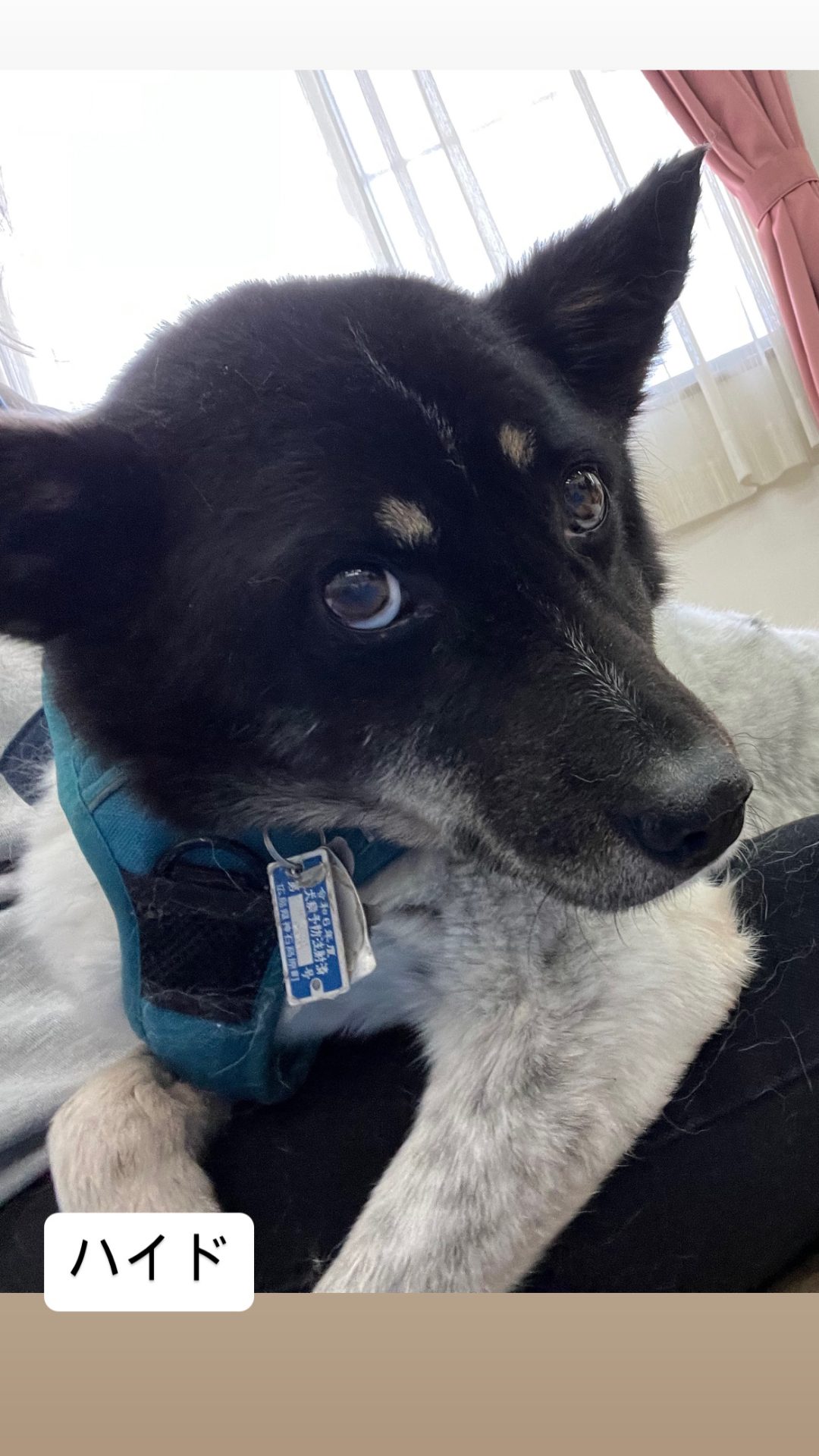 {"exportType":"image_export","data":{},"editType":"image_edit","pictureId":"858D3B71-0805-4E6E-A78A-5F619F8C1663","source_type":"vicut","tiktok_developers_3p_anchor_params":"{"picture_template_id":"","client_key":"aw889s25wozf8s7e","source_type":"vicut","capability_name":"retouch_edit_tool"}"}