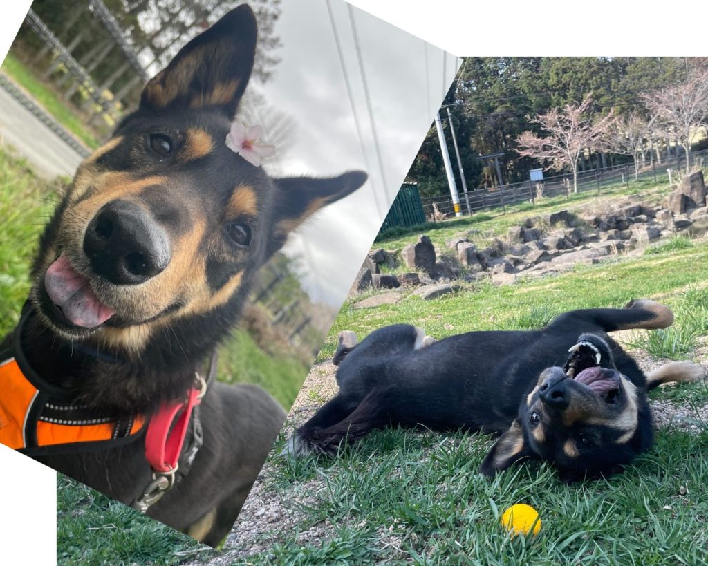 cbd1eda49fff999416a43c9970297225