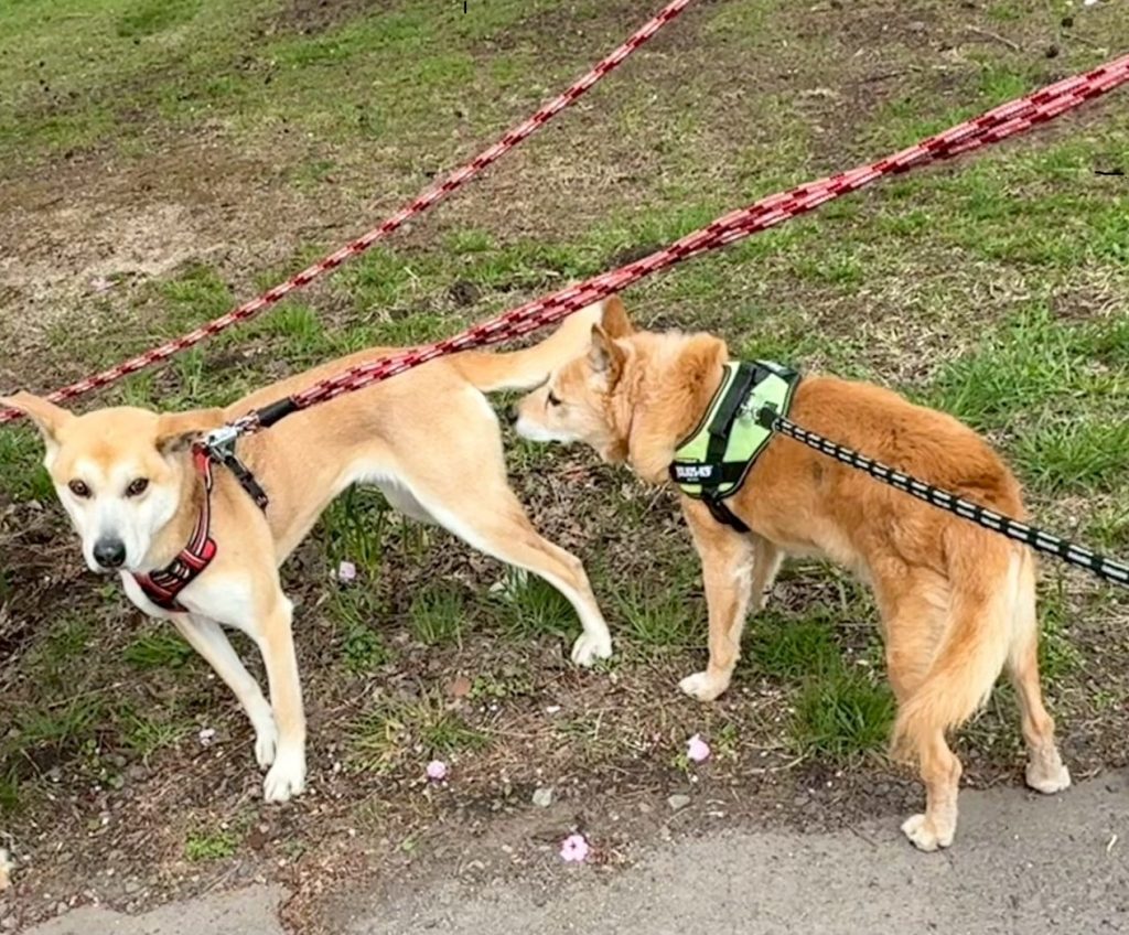 9c5eac8c4f47146aed217cd49fe74a85