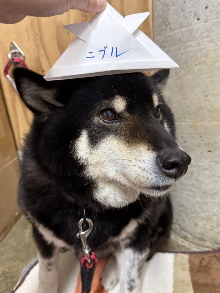 a2f57044223e49e96d41c57b1fa1a797