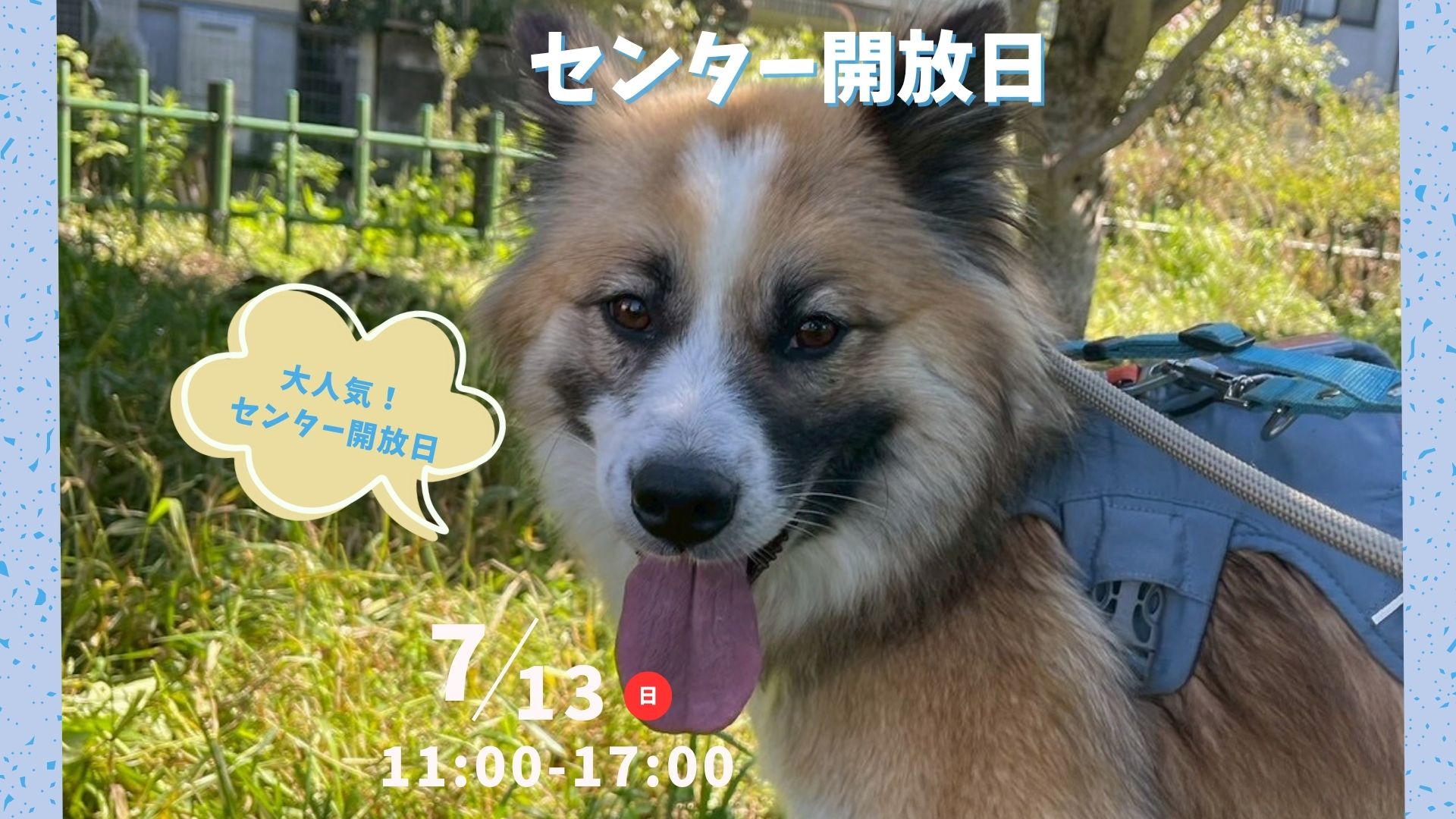 ピースワンコのイベント】7/13(日)センター開放日「保護犬に会いに行