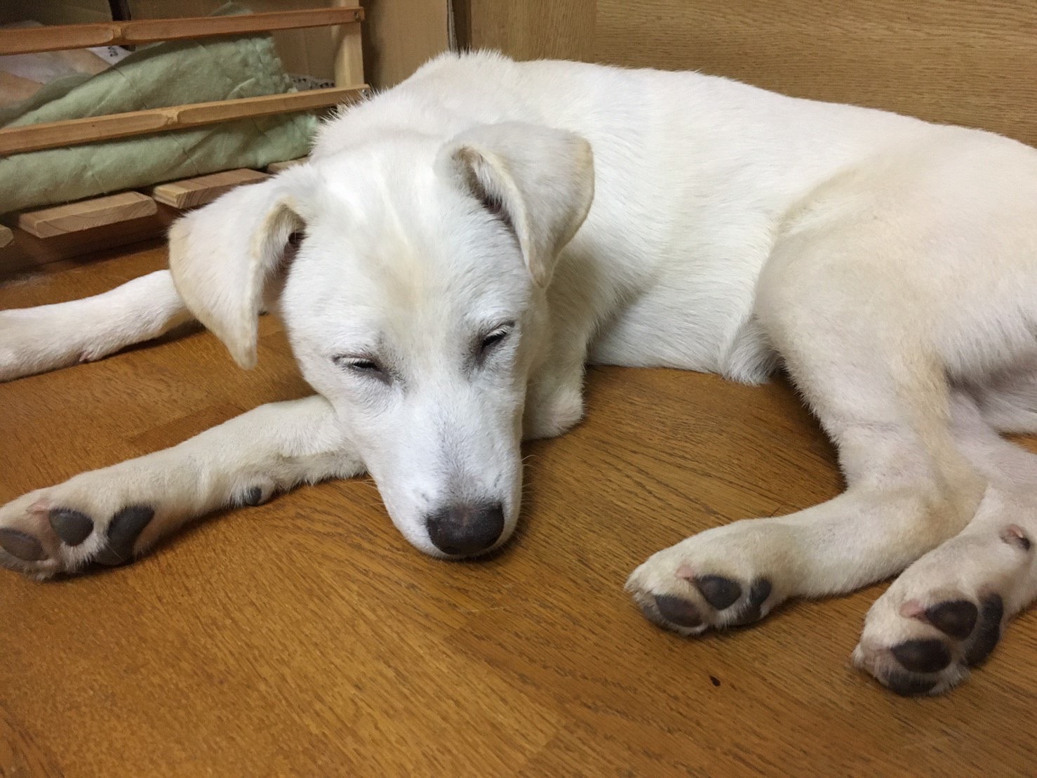 夏の犬のお散歩は要注意!夏に起こる肉球トラブルの原因から自宅ケアまで詳しく解説【獣医師監修】 5 bf38f8586580394da8eb5243bde9004c