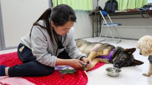 夏の犬のお散歩は要注意!夏に起こる肉球トラブルの原因から自宅ケアまで詳しく解説【獣医師監修】 10 ba8d0a5db80d48ddc66b2b45f6c86c2b