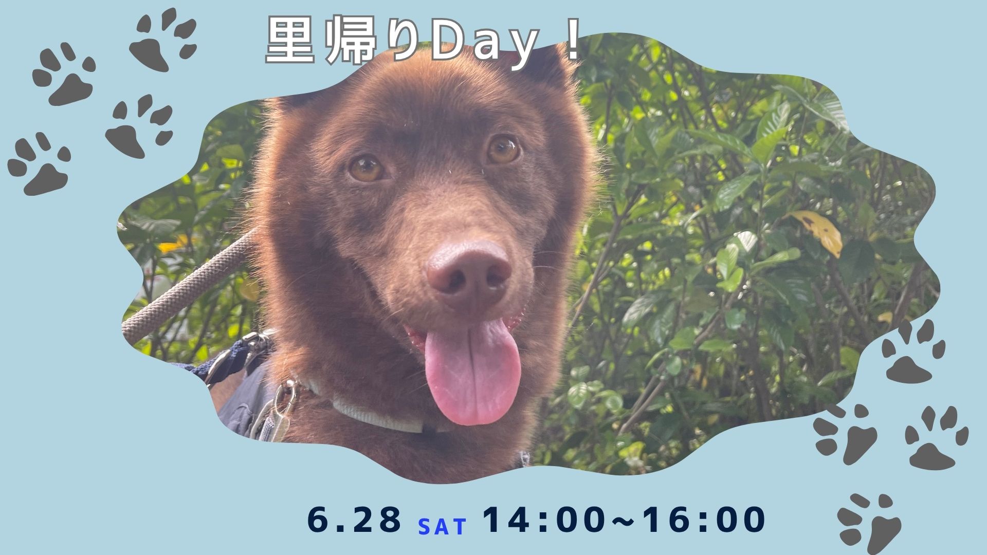 ピースワンコのイベント】6/28(土)里帰りdayを開催(世田谷譲渡センター) - ピースワンコ・ジャパン