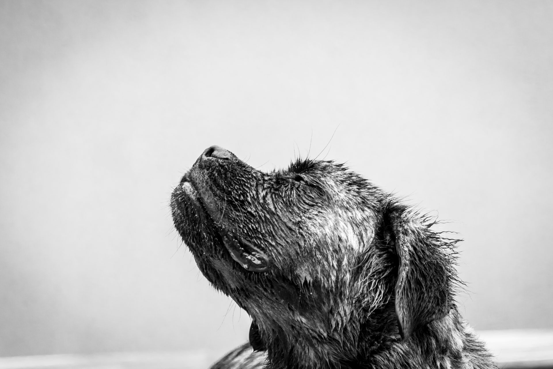 愛犬の口が臭い?犬の口臭の原因から病気、対策方法まで詳しく解説【獣医師監修】 2 AdobeStock 374296721