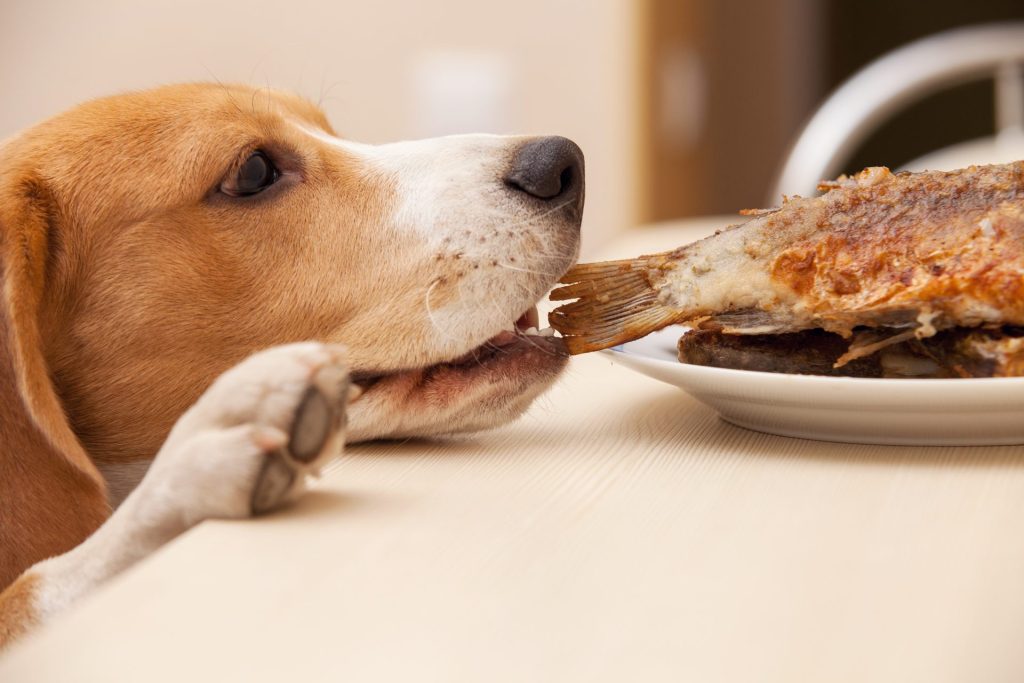 愛犬の口が臭い?犬の口臭の原因から病気、対策方法まで詳しく解説【獣医師監修】 5 AdobeStock 56187490