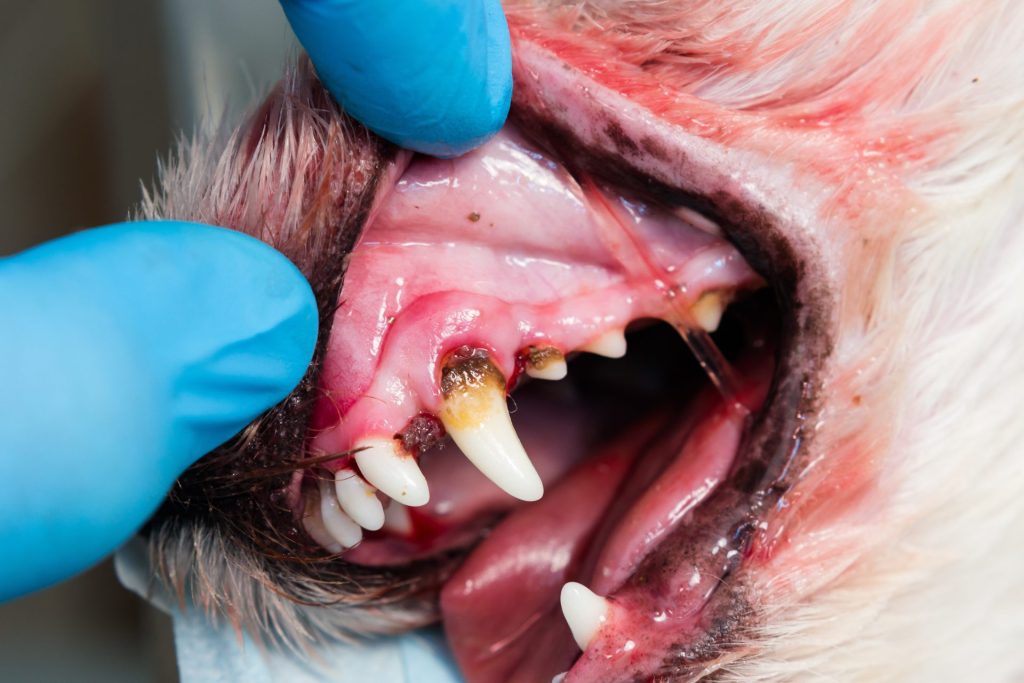 愛犬の口が臭い?犬の口臭の原因から病気、対策方法まで詳しく解説【獣医師監修】 7 AdobeStock 322824148