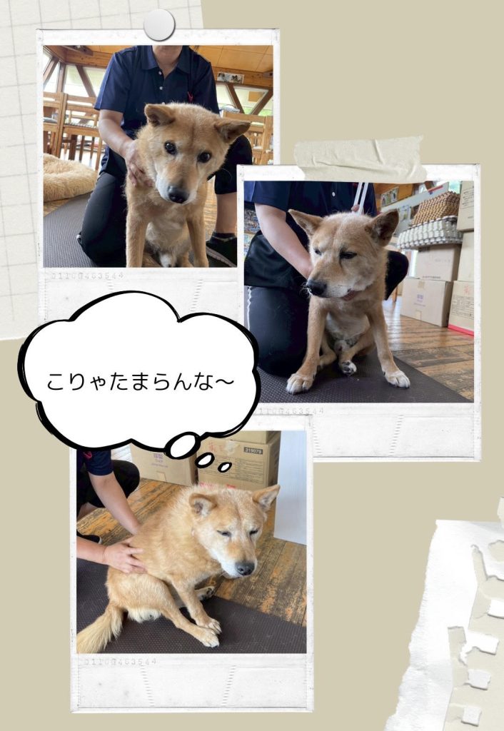 ワンだふるファミリーからの近況報告:2025年6月27日(金曜日) 2 13c74e1d09c4f9dd3d1f63b4a98fd029