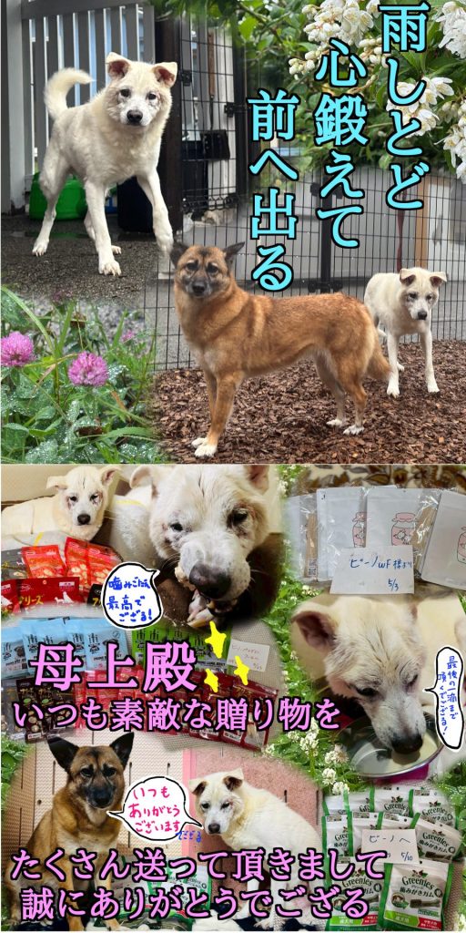 ワンだふるファミリーからの近況報告:2025年6月27日(金曜日) 9 a5cd063b539ddbc3250273318a619d39
