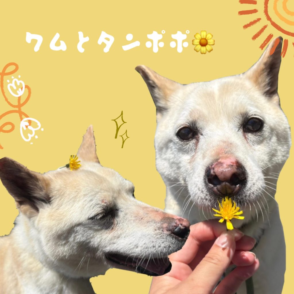 ワンだふるファミリーからの近況報告:2025年6月27日(金曜日) 12 4f0a623bdd41b7fa906e06d3dec9ce58
