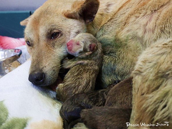 絶体絶命。下顎がない母犬と生まれたばかりの子犬の引き出し 2 20250620 1 1