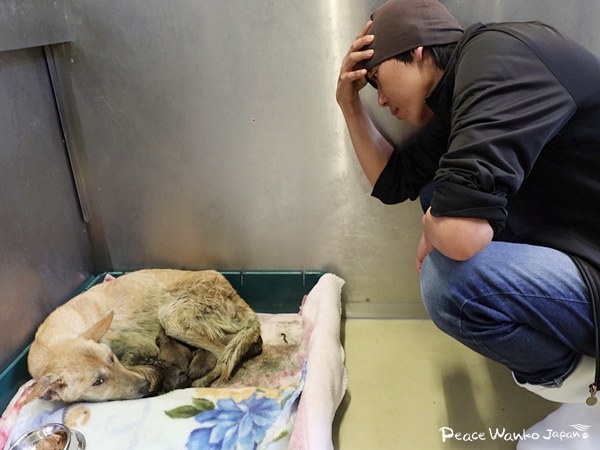 絶体絶命。下顎がない母犬と生まれたばかりの子犬の引き出し 3 20250620 1 2