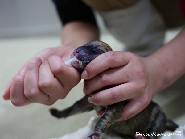 絶体絶命。下顎がない母犬と生まれたばかりの子犬の引き出し 7 20250620 1 3