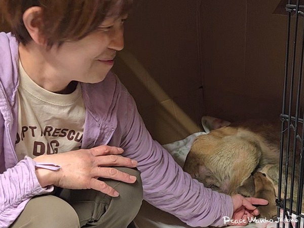 絶体絶命。下顎がない母犬と生まれたばかりの子犬の引き出し 8 20250620 1 4