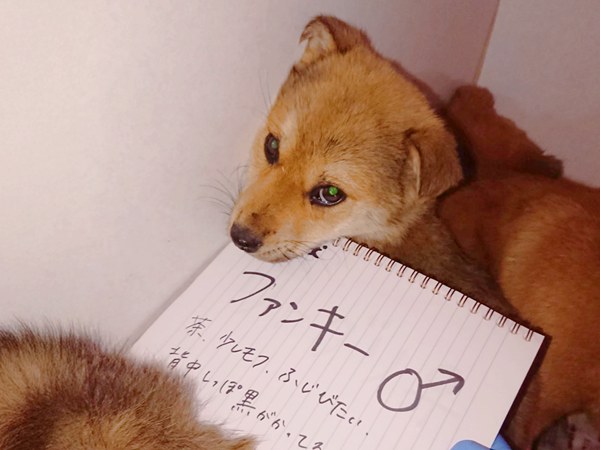 【ワンだふるLIFE】出会いから家族へ。スタッフが迎えた「ファンキー」の物語 3 20250627 2 2