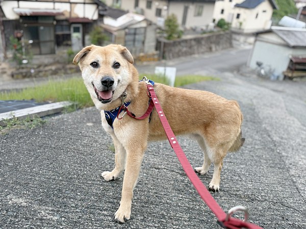 【ワンだふるLIFE】出会いから家族へ。スタッフが迎えた「ファンキー」の物語 20 0d05f8f893bda638f8a10c82965a6fe9