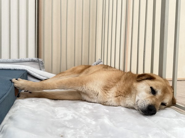 【ワンだふるLIFE】出会いから家族へ。スタッフが迎えた「ファンキー」の物語 36 c9eb6fe3168c17d0bf98160712f91f5e