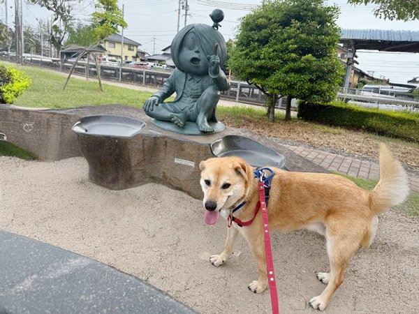 【ワンだふるLIFE】出会いから家族へ。スタッフが迎えた「ファンキー」の物語 37 b9b8d9414a05d9091aa2ac0551a19491