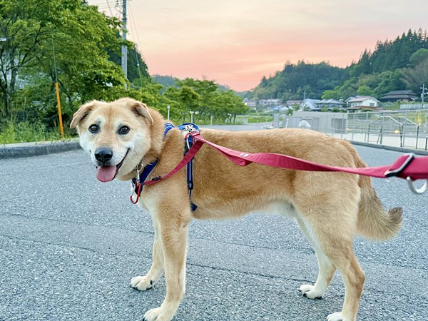 【ワンだふるLIFE】出会いから家族へ。スタッフが迎えた「ファンキー」の物語 39 567c287a97b214e4c222db10c561d3f3