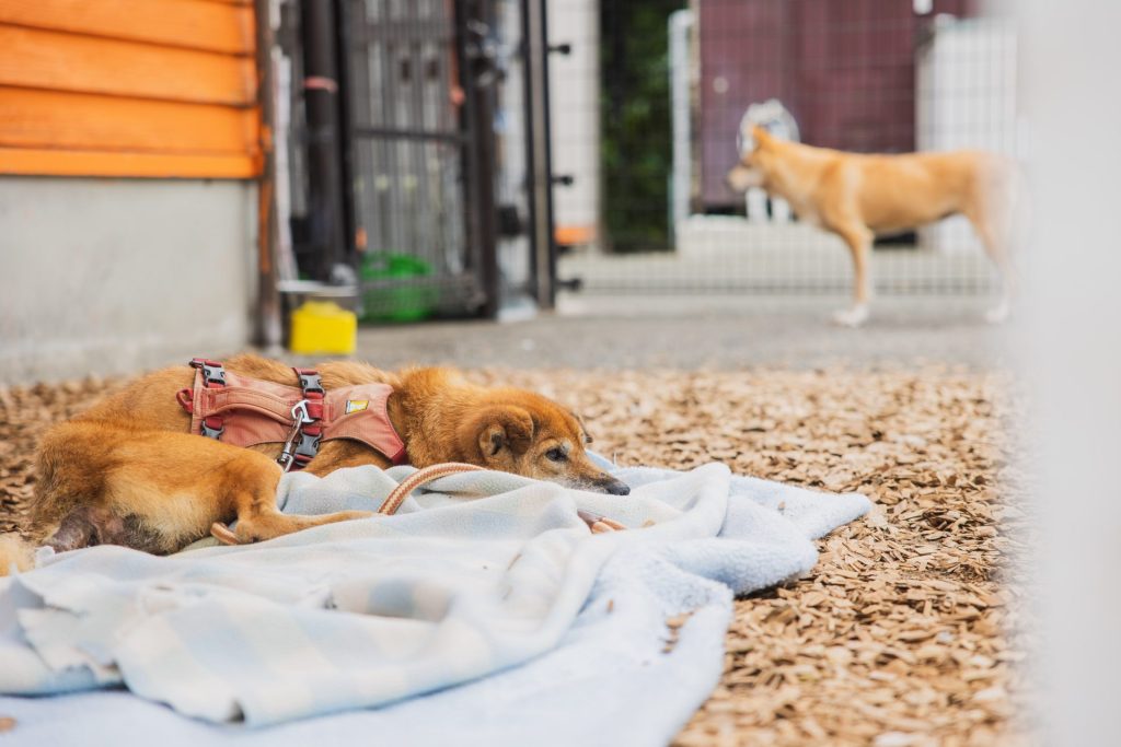 犬の甲状腺機能低下症とは?犬に多く見られる内分泌疾患を解説【獣医師監修】 2 0S8A3135