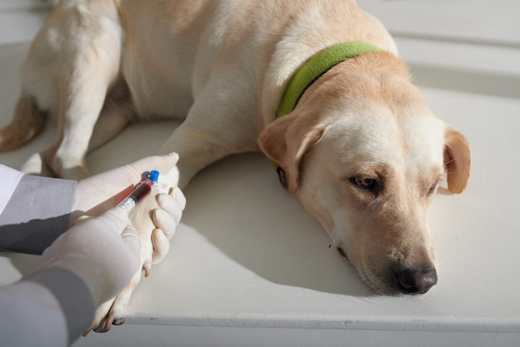 犬の甲状腺機能低下症とは?犬に多く見られる内分泌疾患を解説【獣医師監修】 9 AdobeStock 502961125