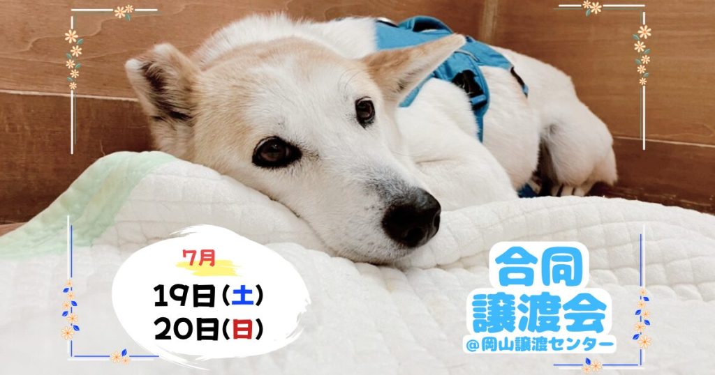 7月19日、20日合同譲渡会
