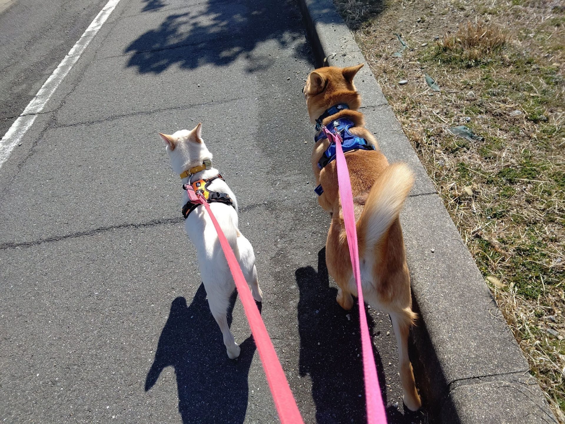 犬のしっぽでわかる感情と異常サイン｜正しい読み取り方と注意点を解説