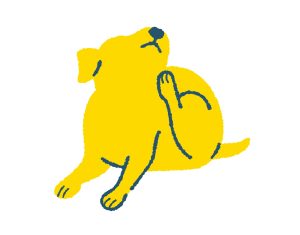 Dog healthCare AdobeStock 430289809 01