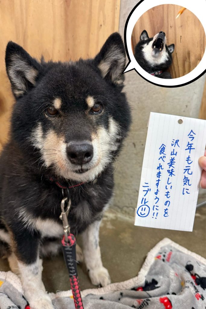 ☆彡ワンだふるファミリーからの近況報告:2025年7月14日(月曜日) 11 0f86dfcc8dfbac582397a3ebfeb07366