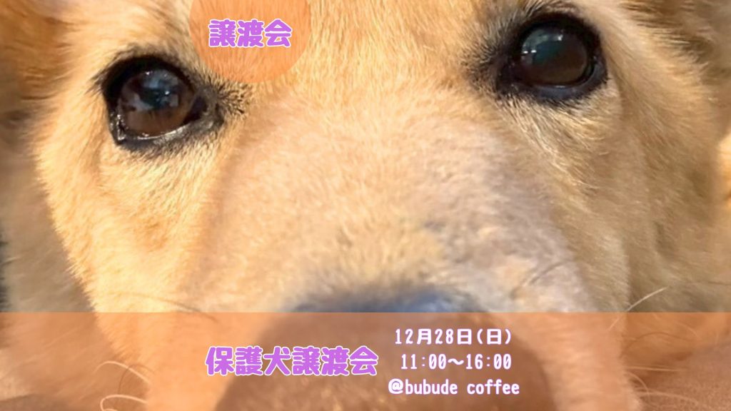 【ピースワンコの譲渡会】12/28(日)保護犬譲渡会@bubude coffee(福岡/糟屋郡) 3 ab6176c7fbeaf319db78b56471e4cbce