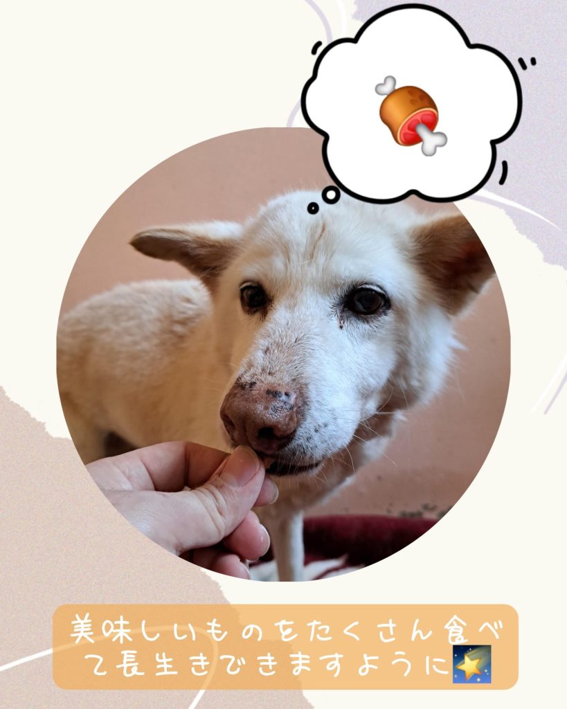 ☆彡ワンだふるファミリーからの近況報告:2025年7月14日(月曜日) 15 389bff4d0060396755e11de155621bf0