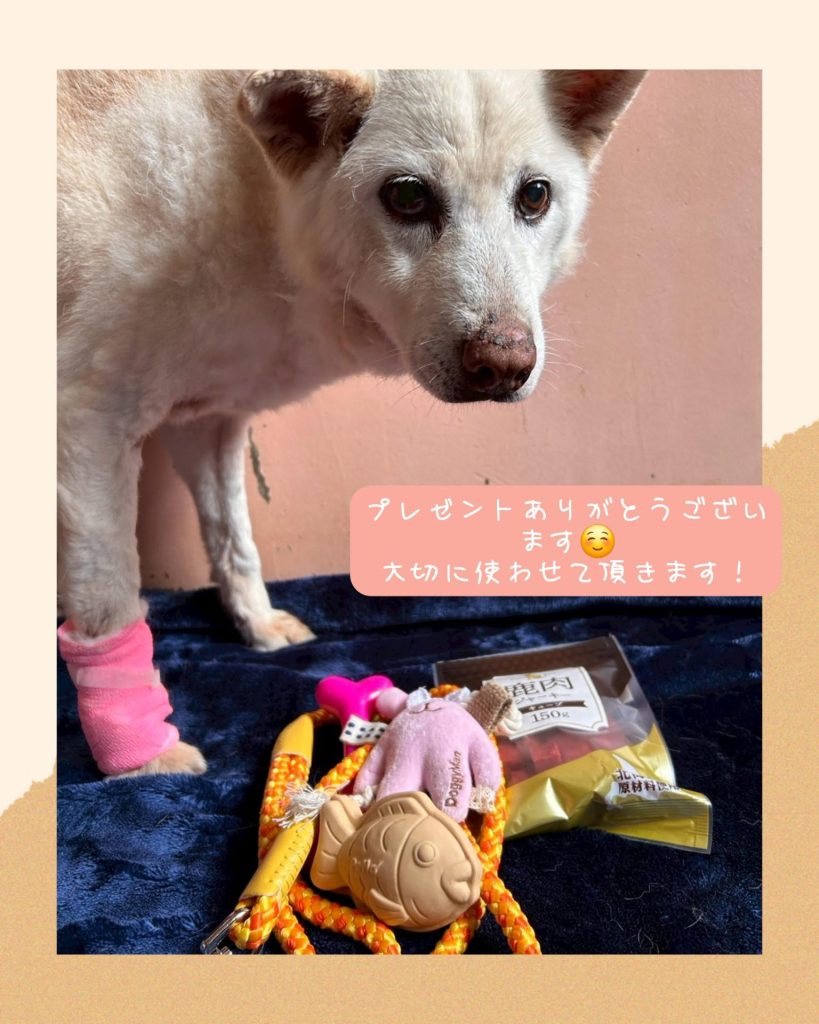 ☆彡ワンだふるファミリーからの近況報告:2025年7月14日(月曜日) 17 b662e60c4eb89702095371a52872cdb8