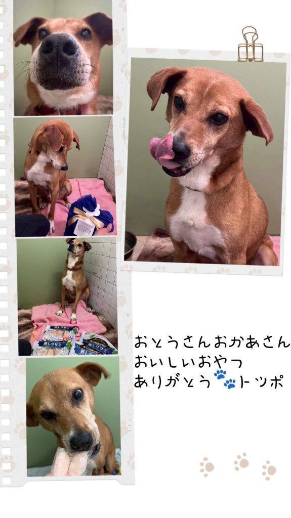 ☆彡ワンだふるファミリーからの近況報告:2025年7月14日(月曜日) 25 ab717db8443e90d5b8496087f2b89c4b