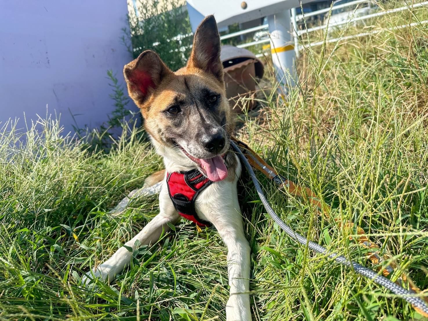 愛犬の息が荒く、呼吸が速くなるのはなぜ?原因と異常を見分けるポイントを解説【獣医師監修】 5 90a1c8021397d9718279718154040367