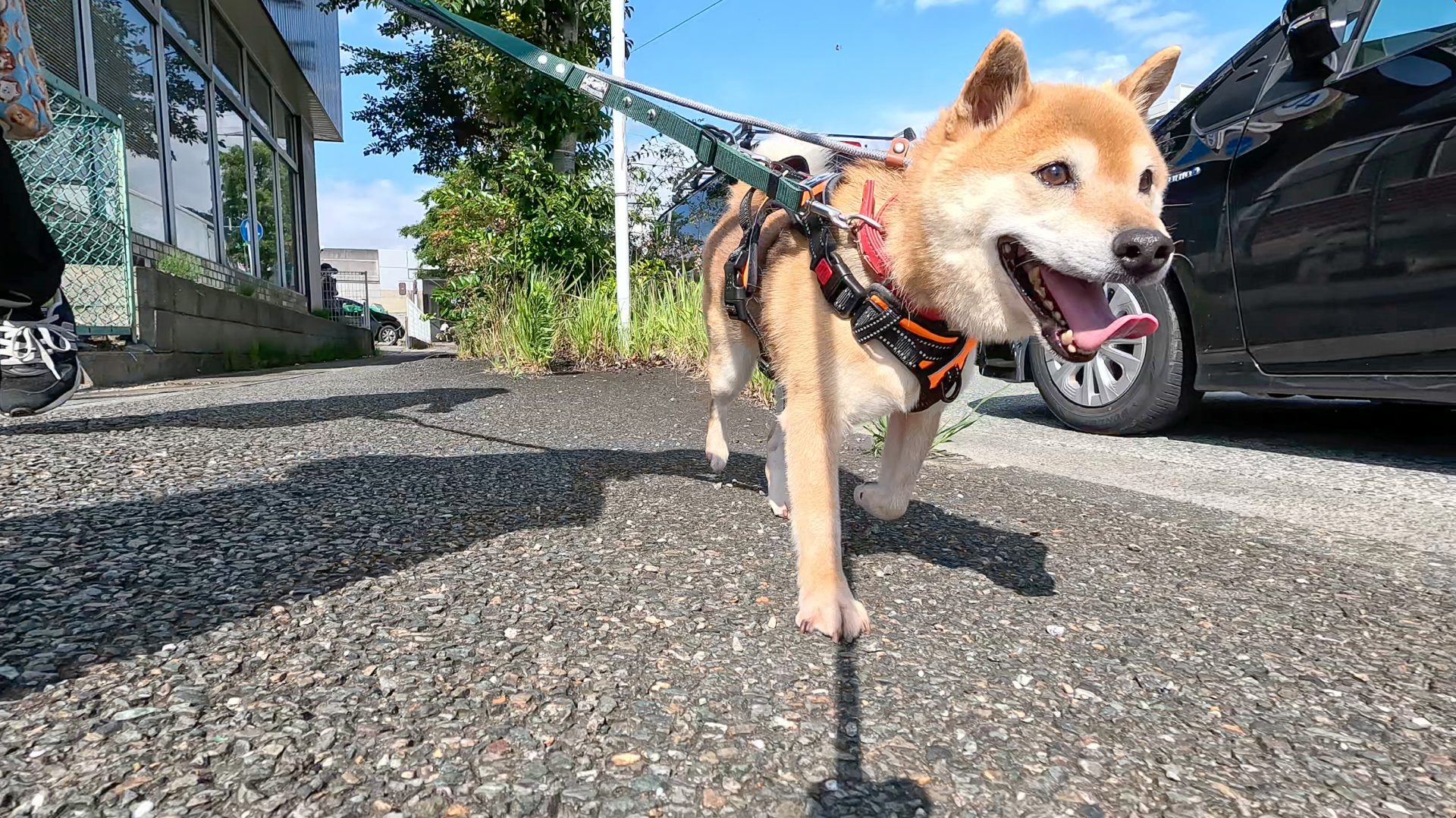 愛犬の息が荒く、呼吸が速くなるのはなぜ?原因と異常を見分けるポイントを解説【獣医師監修】 2 0fe82a536a31fedf49efc8a32d2b35d5