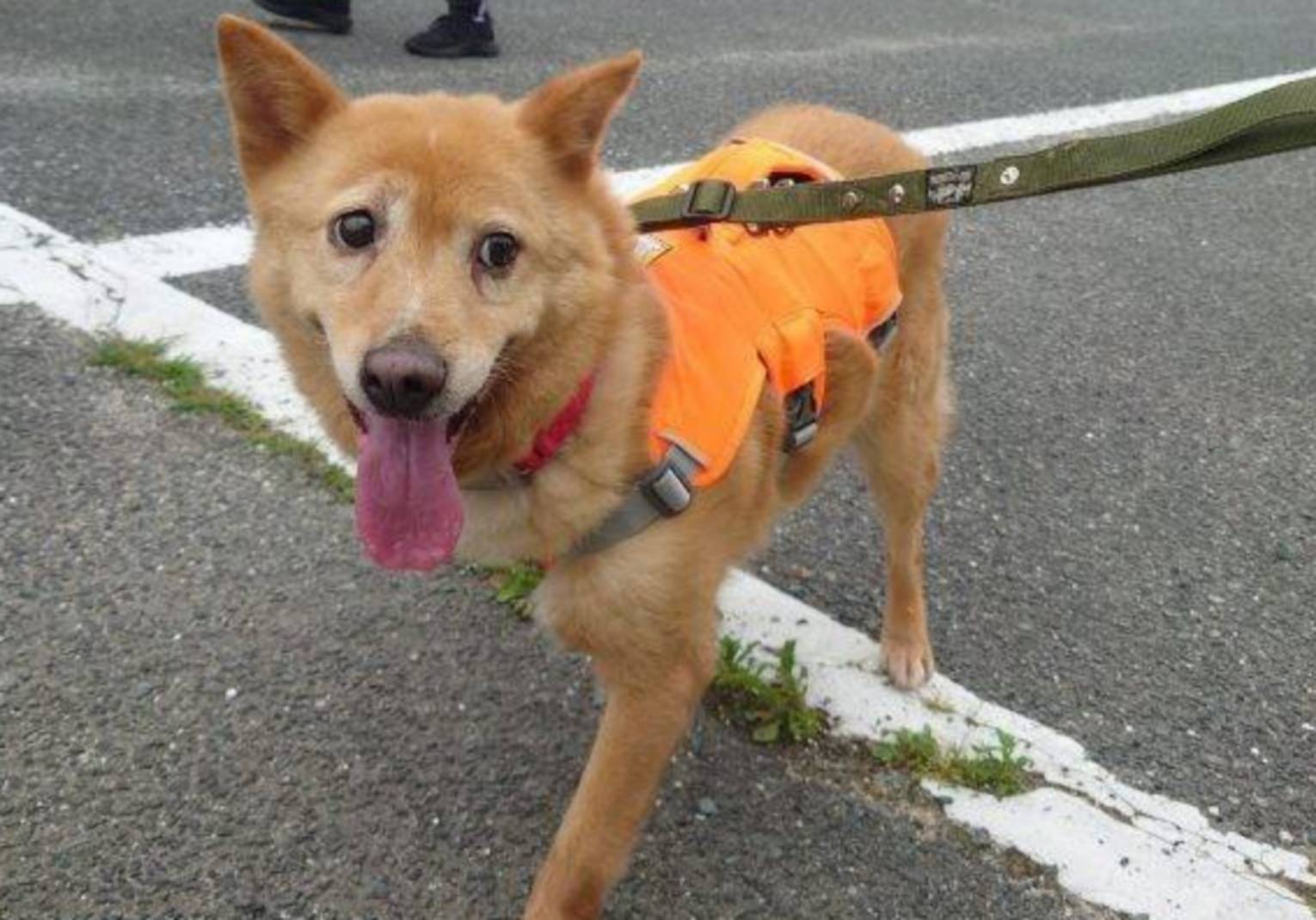 愛犬の息が荒く、呼吸が速くなるのはなぜ?原因と異常を見分けるポイントを解説【獣医師監修】 8 fb08b8af1b899f65399298c1fa67b128