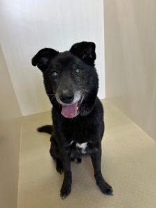 愛犬の息が荒く、呼吸が速くなるのはなぜ?原因と異常を見分けるポイントを解説【獣医師監修】 10 287ab18cadd1de3af24b23be5d901bcf