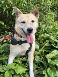 愛犬の息が荒く、呼吸が速くなるのはなぜ?原因と異常を見分けるポイントを解説【獣医師監修】 12 9264bb2bfefb5c0229a1cd05bae7b9fa