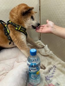 愛犬の息が荒く、呼吸が速くなるのはなぜ?原因と異常を見分けるポイントを解説【獣医師監修】 13 35bdd39805f0b6920e0e48e3709f49c5