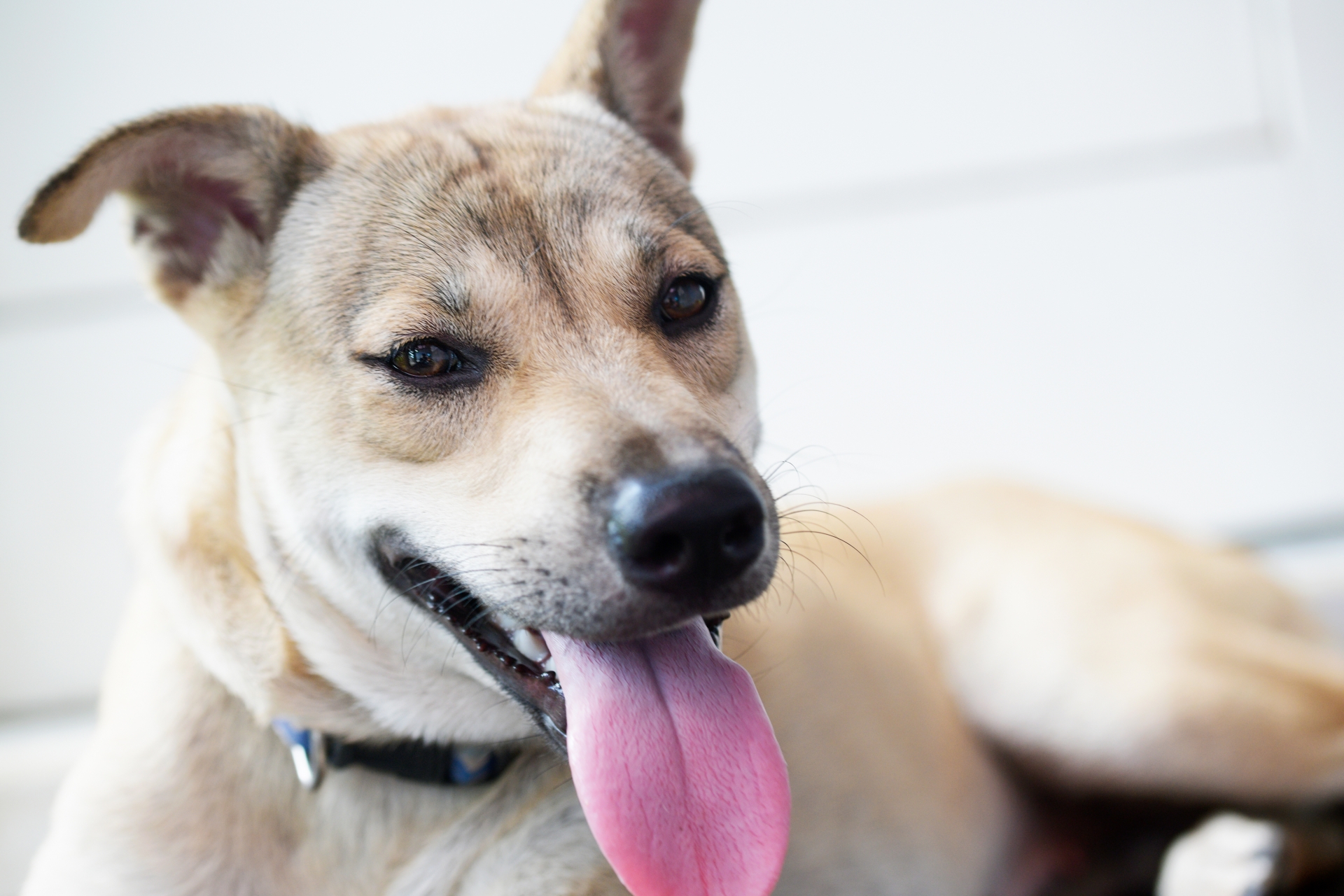 愛犬の息が荒く、呼吸が速くなるのはなぜ?原因と異常を見分けるポイントを解説【獣医師監修】 11 3476724 m